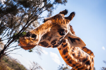 It's Giraffe in Kenya