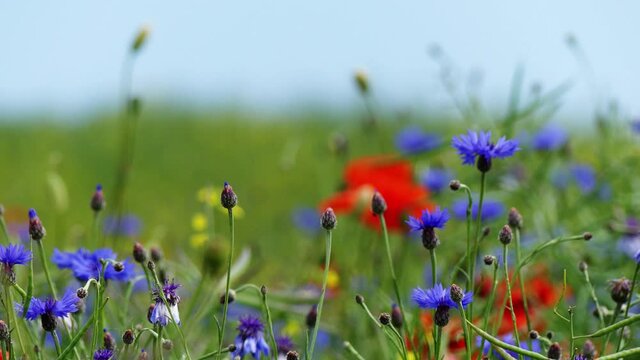 Baltic Sea. Cornflowers, flower field.