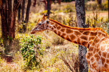 It's Giraffe in Kenya, Africa