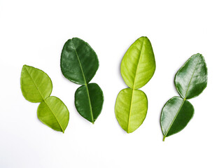 Fototapeta premium Kaffir lime leaves fresh bergamot leaf isolated on white background.