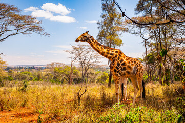 It's Giraffe in Kenya