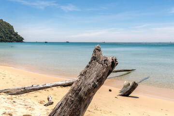 dry trees on the beach, Lazy beach, koh rong samloem island, Sihanoukville, Cambodia.