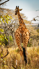 It's Giraffe in Kenya, Africa