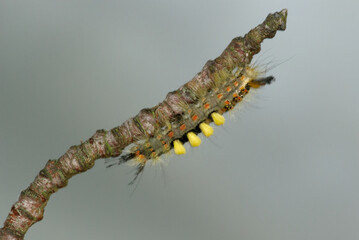 La chenille de l'étoilée (Orgya antiqua, Famille des  Erebidae)