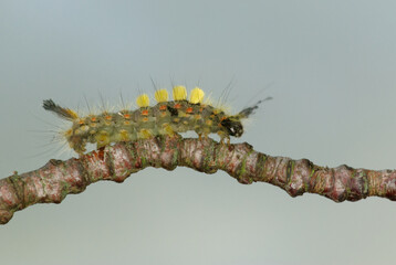 La chenille de l'étoilée (Orgya antiqua, Famille des  Erebidae)