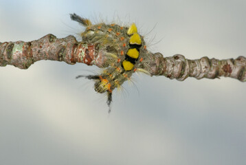 La chenille de l'étoilée (Orgya antiqua, Famille des  Erebidae)