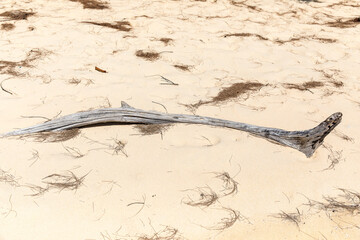 dry trees on the beach, Lazy beach, koh rong samloem island, Sihanoukville, Cambodia.