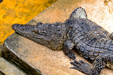 Crocodile in Laos