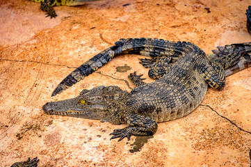 Crocodile in Laos