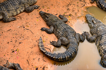 Crocodile in Laos