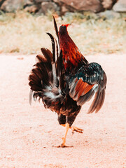 colorful Rooster Dance captured from behind