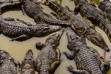 Crocodile in Laos