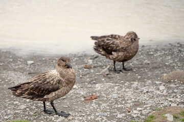 Two birds in Fortuna Bay and Falkland islands, Antarctica 
