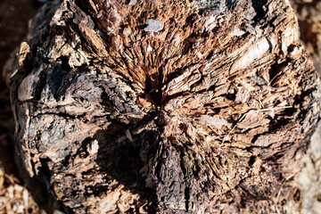Top view on old stump of fallen tree, beautiful, mysterious wooden texture