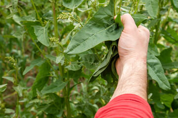 Spinach harvest