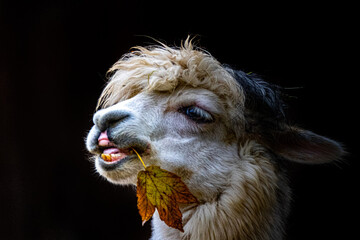 An alpaca smiling while eating a leaf