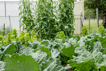 Green kitchen garden