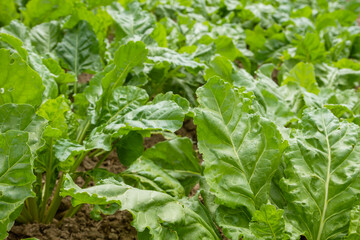 Beet plants growing