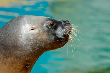 Fototapeta premium Close up of the Patagonian sea lion showing tongue in the zoo