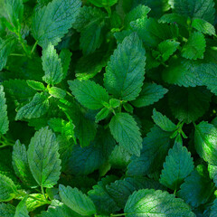 Fresh green mint leaves illuminated by sunlight. Plant background.