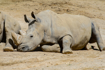 Obraz premium Rhinocero takes a rest in the zoo on the sand
