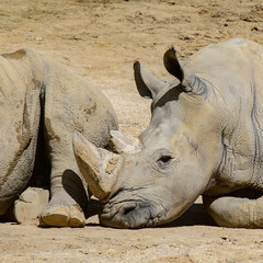 Rhinocero takes a rest in the zoo on the sand