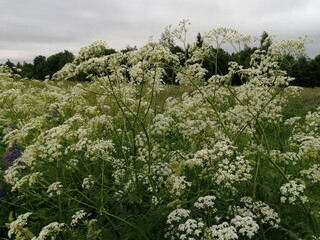 wildflowers flowers white beautiful interesting