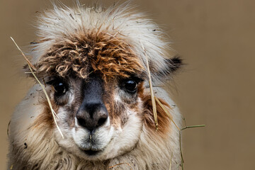 a portrait of a cute alpaca