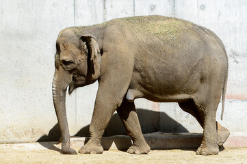 Cute elephant walks in the zoo