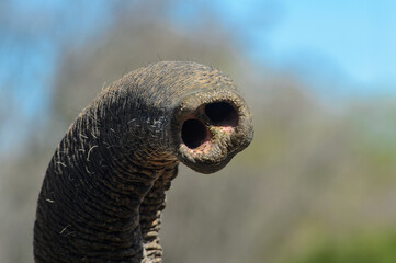 Close up of the elephant's trunk