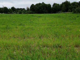 park nature grass green beautiful