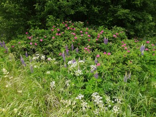 rose rosehip bush pink field