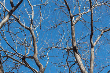 Golden Rain Tree, Koelreuteria paniculata Sapindaceae against a clear blue sky in winter, horizontal aspect