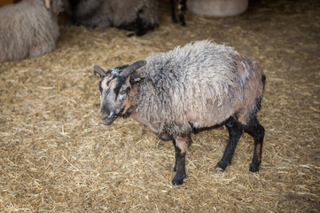 It's Sheep on the farm