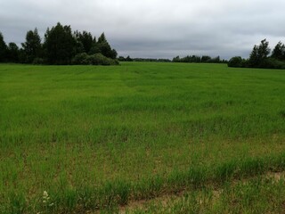 park nature grass green beautiful