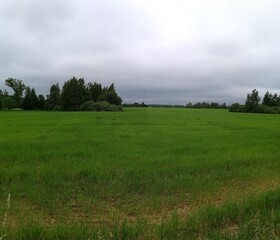 park nature grass green beautiful