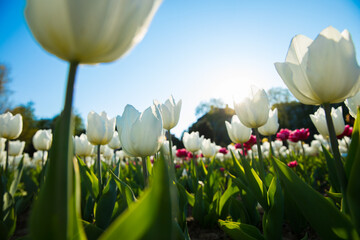 Beautiful colored tulip fields in spring at sunset. Colorful tulips in the park. Spring landscape.