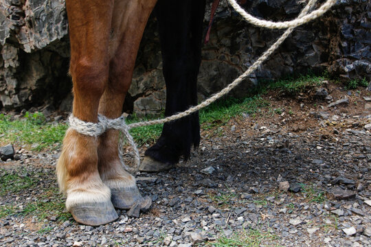 Tied Front Legs Of A Horse In Mongolia