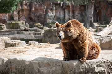 It's Brown bear (Ursus arctos) sits on the rock