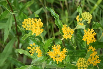 Groups of small yellow flowers