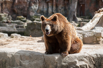 It's Brown bear (Ursus arctos) sits on the rock