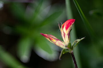 Closed red flower with blurred background