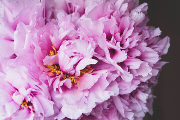 Bouquet of fresh purple peony flowers in full bloom.