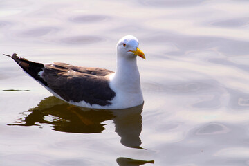 Seagull on the water