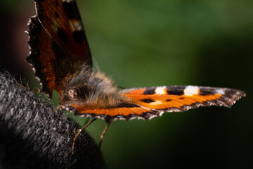 Close up of a butterfly which is about to take off