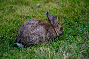Rabbit on the grass