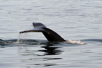 Tail of a Whale above the water