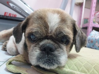 Close up face dog in sad, serious, thinking, sick moods
