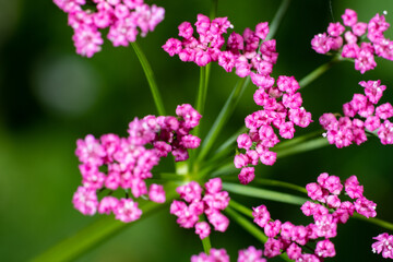 Section of a young purple flower