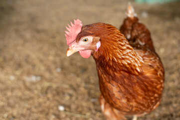 ISA Brown chicken in the coop